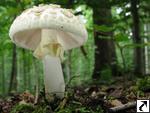 Amanita citrina