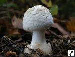 Amanita citrina var. alba