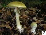 Amanita phalloides