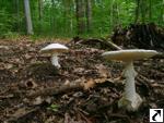 Amanita phalloides var. alba