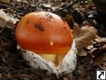 Amanita caesarea