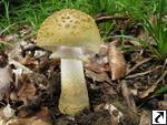 Amanita franchetii