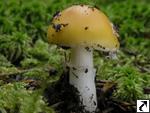 Amanita gemmata