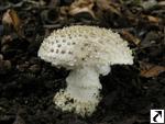 Amanita solitaria