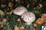 Amanita strobiliformis