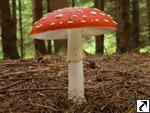 Amanita muscaria