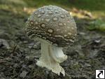 Amanita pantherina