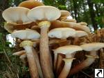 Armillaria mellea