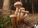 Armillaria ostoyae