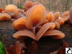 Auricularia auricula-judae