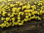 Bisporella citrina