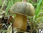 Boletus aereus