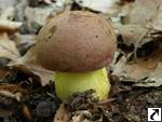 Boletus appendiculatus