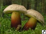 Boletus calopus