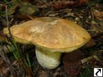 Boletus depilatus