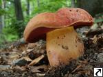 Boletus dupainii