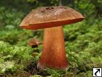 Boletus erythropus