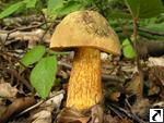 Boletus luridus