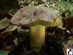 Boletus pseudoregius