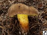 Boletus pulverulentus