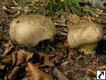 Boletus radicans