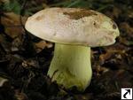 Boletus regius