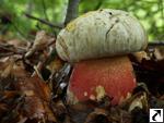 Boletus satanas