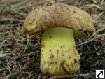 Boletus subappendiculatus