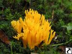 Calocera viscosa