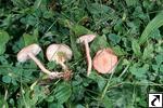 Calocybe carnea