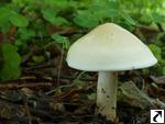 Calocybe gambosa