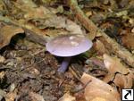 Calocybe ionides