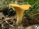 Cantharellus cibarius