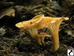 Cantharellus friesii