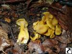 Cantharellus ianthinoxanthus