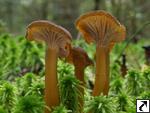 Cantharellus tubaeformis