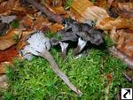 Cantharellus cinereus