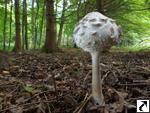 Chlorophyllum rhacodes