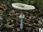 Macrolepiota mastoidea