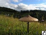 Macrolepiota procera