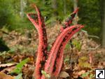 Clathrus archeri