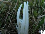 Clavaria fragilis