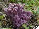 Clavaria zollingeri