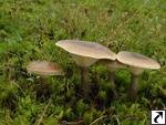 Clitocybe clavipes