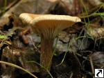 Clitocybe costata