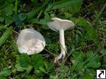 Clitocybe dealbata