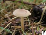 Clitocybe fragrans