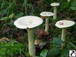 Clitocybe geotropa