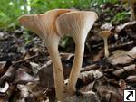 Clitocybe gibba