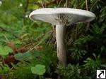 Clitocybe inornata